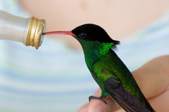 Rockland Bird Sanctuary Tour [Transportation] Hotel Pick-Up - A quiet bird sanctuary outside Montego Bay