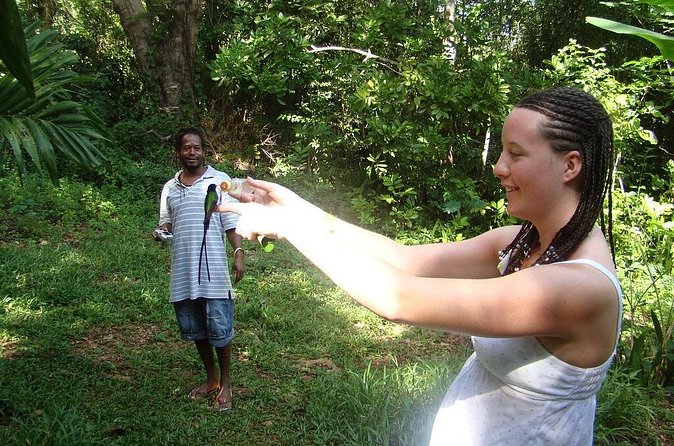 Rockland Bird Sanctuary Tour [Transportation] Hotel Pick-Up - Air-conditioned transfers from three Jamaican bases