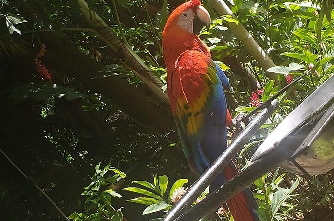 Rockland Bird Sanctuary Tour [Transportation] Hotel Pick-Up - Who will enjoy Rocklands most