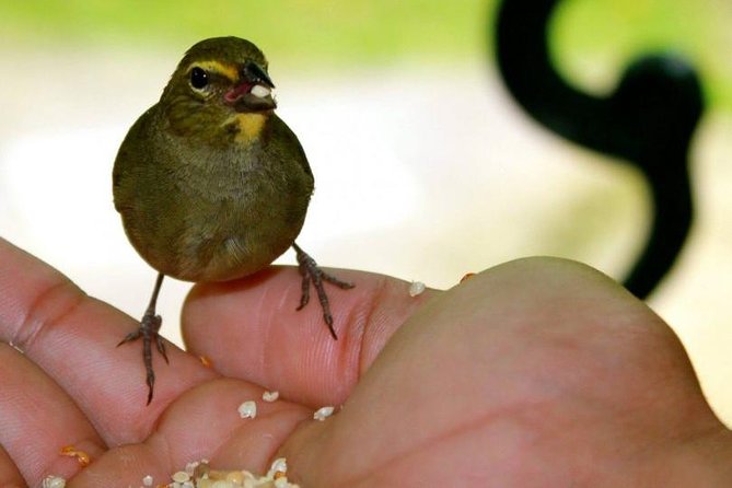 Rockland Bird Sanctuary Tour [Transportation] Hotel Pick-Up - Feeding hummingbirds from the forest deck