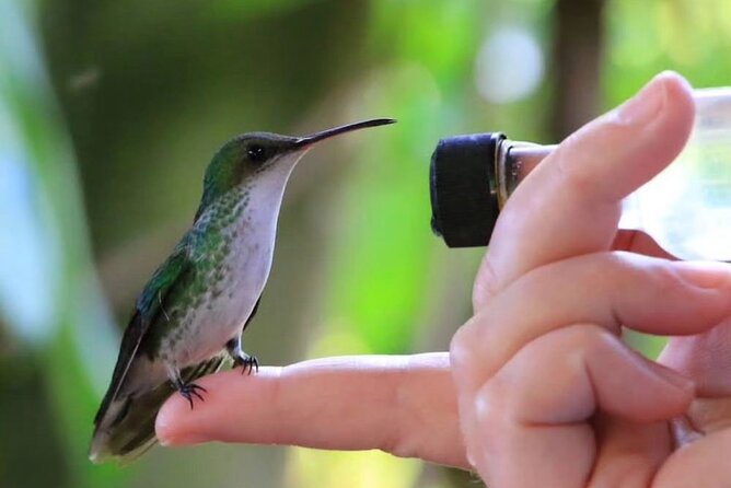 Rocklands Bird Sanctuary and Montego Bay Highlights - Key points to know before you book