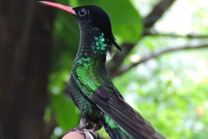 Rocklands Bird Sanctuary and Montego Bay Highlights - Why the hummingbirds are the real draw