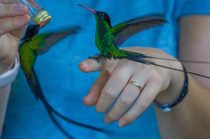 Rocklands Bird Sanctuary and Montego Bay Highlights - Beyond the hand-feeding: watching Jamaican birdlife