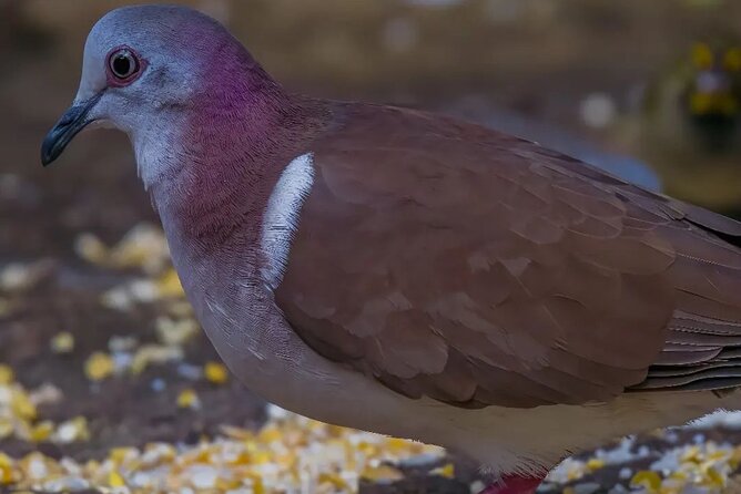 Rocklands Bird Sanctuary and Montego Bay Highlights - What the two-hour schedule really means
