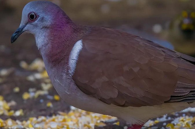 Rocklands Bird Sanctuary and Montego Bay Highlights - Private transportation and the value of the price