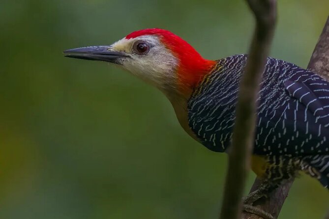 Rocklands Bird Sanctuary and Montego Bay Highlights - Driver service and the personal touch