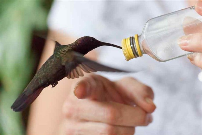 Rocklands Bird Sanctuary and Montego Bay Highlights Tour from Falmouth - Shopping along the Montego Bay Hip Strip