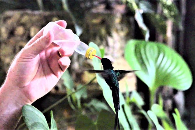 Rocklands Bird Sanctuary and Montego Bay Highlights Tour from Falmouth - Getting from Falmouth to Montego Bay