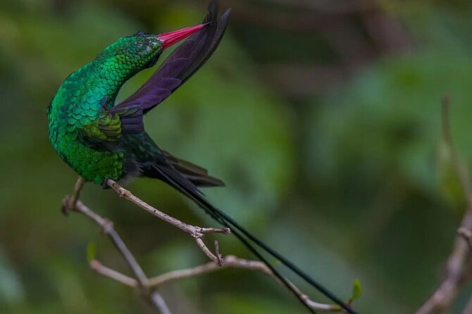Rocklands Bird Sanctuary and Montego Bay Highlights - Arriving at Rocklands Bird Sanctuary