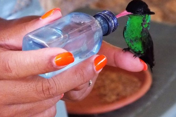 Rocklands Bird Sanctuary & City Highlights plus Shopping from Montego Bay - Why Rocklands is the reason to go