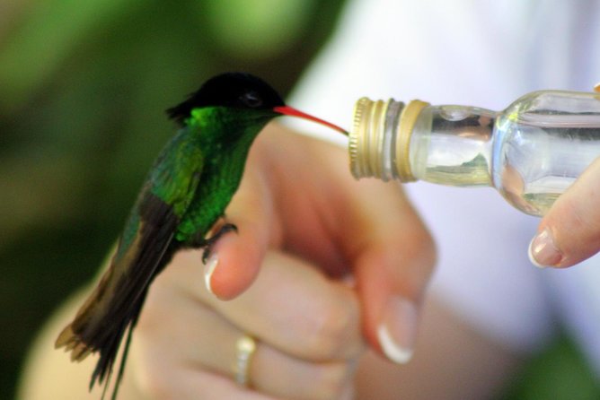 Rocklands Bird Sanctuary & City Highlights plus Shopping from Montego Bay - What the six-hour schedule really means