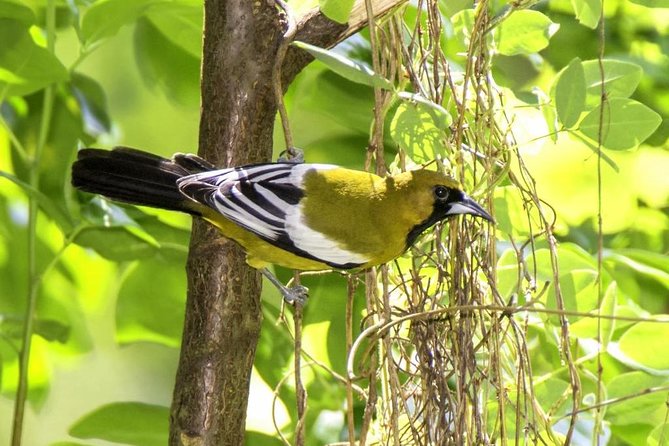 Rocklands Bird Sanctuary & City Highlights plus Shopping from Montego Bay - Is $135 a fair price?