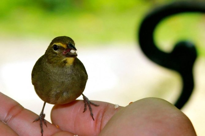 Rocklands Bird Sanctuary & City Highlights plus Shopping from Montego Bay - The cancellation and group-size catch