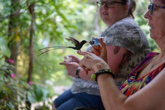 Rocklands Bird Sanctuary & City Highlights plus Shopping from Montego Bay - Sam Sharpe Square and Montego Bay’s city center