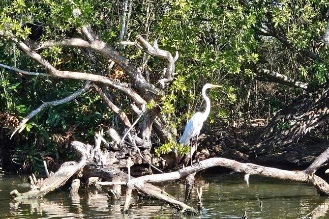 Scenic & Historical Nature Boat Safari Up the Negril River - The glass-bottom and reef portion