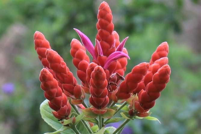 Skip the Line: Ahhh Ras Natango Gallery and Garden Admission Tickets - Inside the gallery and gift shop
