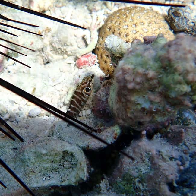 Snorkeling in Montego Bay with Transportation - Is $133 a fair price?
