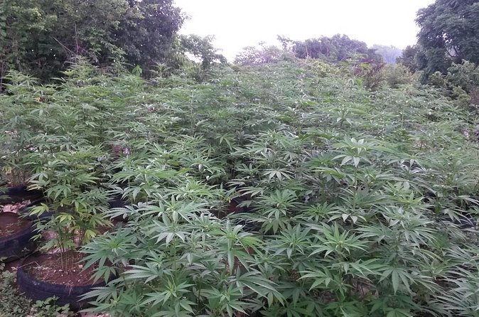 Stepping High Mountain Rastafari Herbs Tour - Who will enjoy this experience most