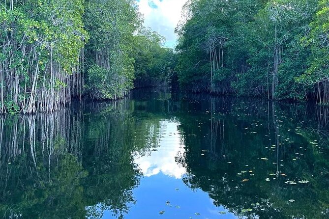 Tour to Black River and YS Falls - Timing, weather, and what to expect