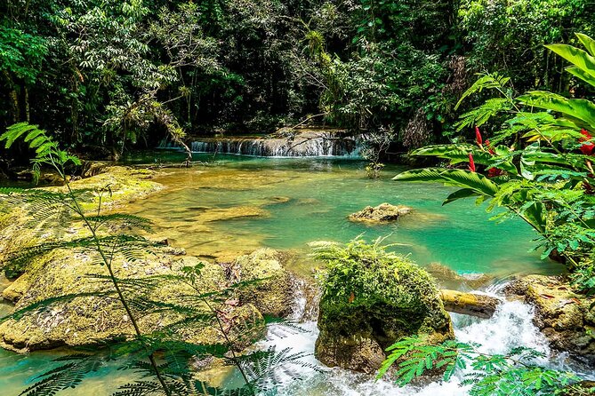 YS Falls and Black River Safari South Coast from Negril Jamaica - What the mangroves add to the experience