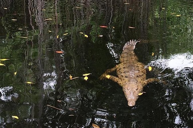 YS Falls, Black River Safari, and Floyd's Pelican Bar Day-Trip (Transportation) - Timing, comfort, and practical planning