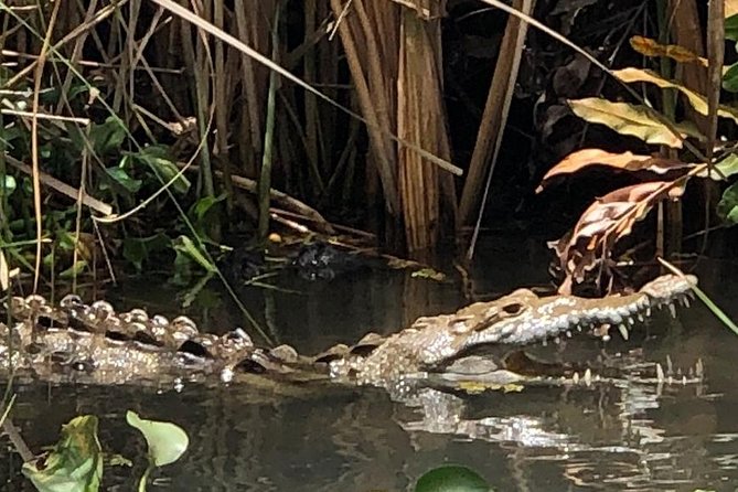 YS Falls, Black River Safari, Appleton Rum Tour OR Pelican Bar (Choose Up to 3) - Key Points Before You Book