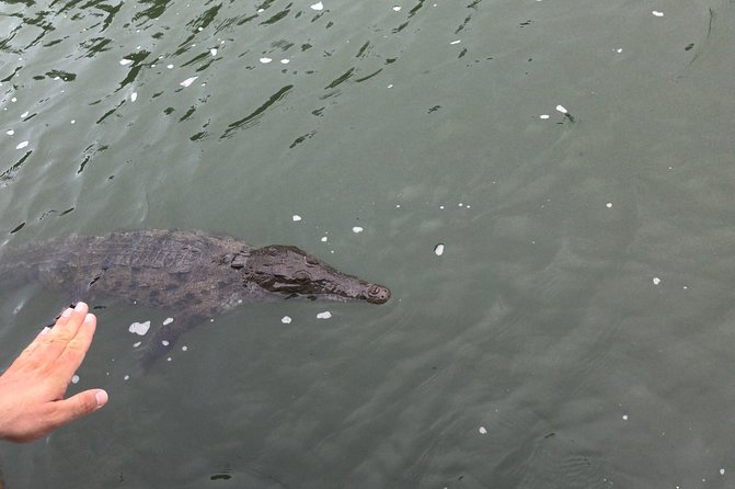 YS Falls, Black River Safari, Floyd’s Pelican Bar - Is $179.50 a fair price?